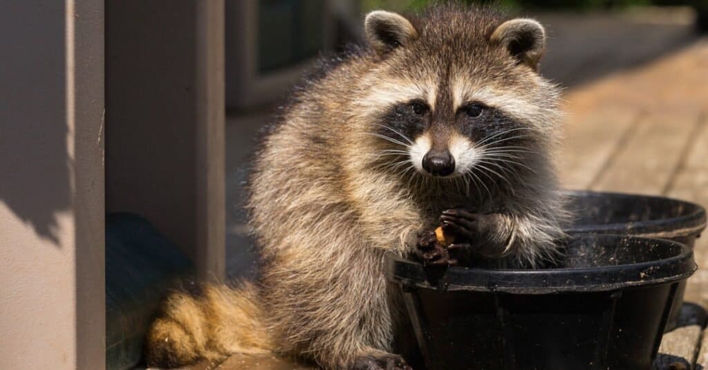 A hungry raccoon munching on a bakery bun