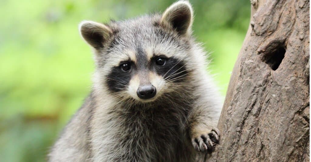 raccoon in a tree