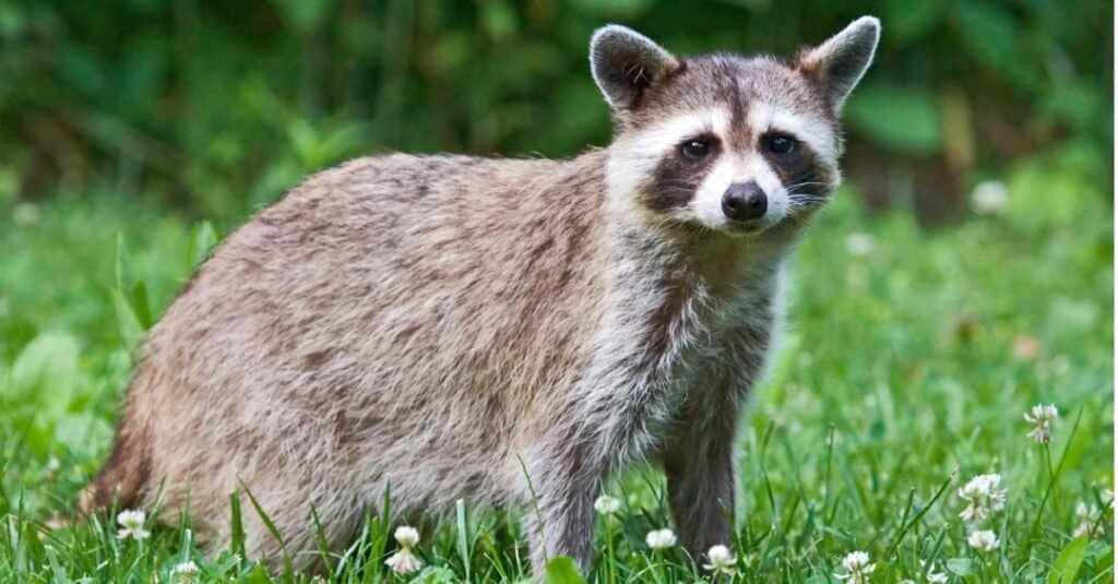 raccoon standing in a field