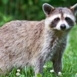 Raccoons are more likely to flee a situation than attack a human. 