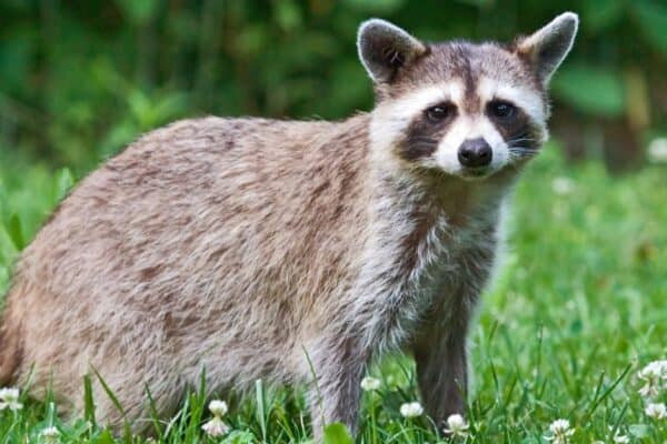Raccoons are more likely to flee a situation than attack a human. 