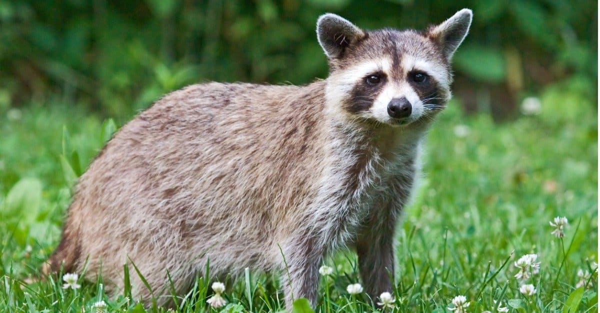 Raccoon Poop: What Does Raccoon Scat Look Like? - AZ Animals