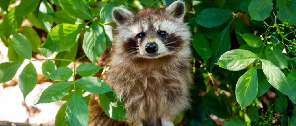 raccoon hiding in bushes