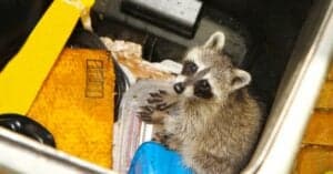 The 10 Most Effective Ways to Raccoon-Proof Your Trash Cans Picture