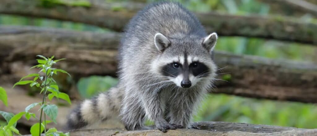 raccoon walking on branch