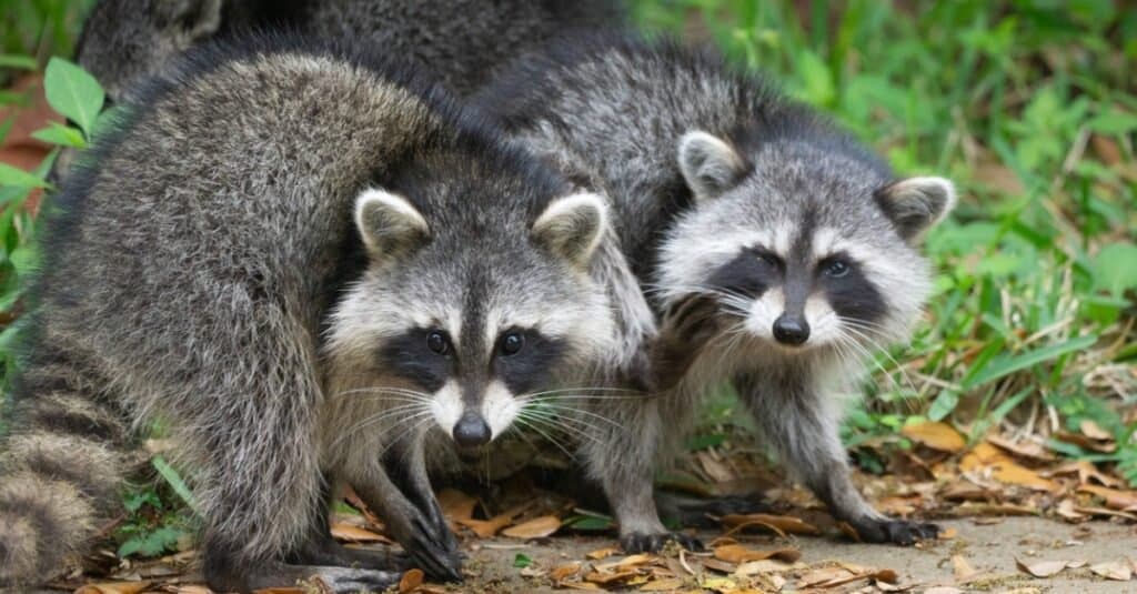 Raccoons try to build up fat stores for winter