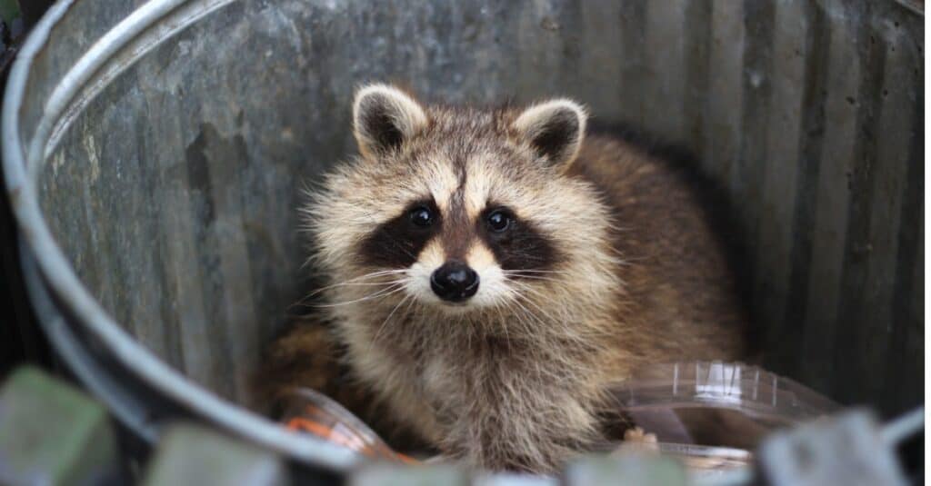 Raccoons are not the fastest animals in Virginia, but they can move with a lot of agility when needed.