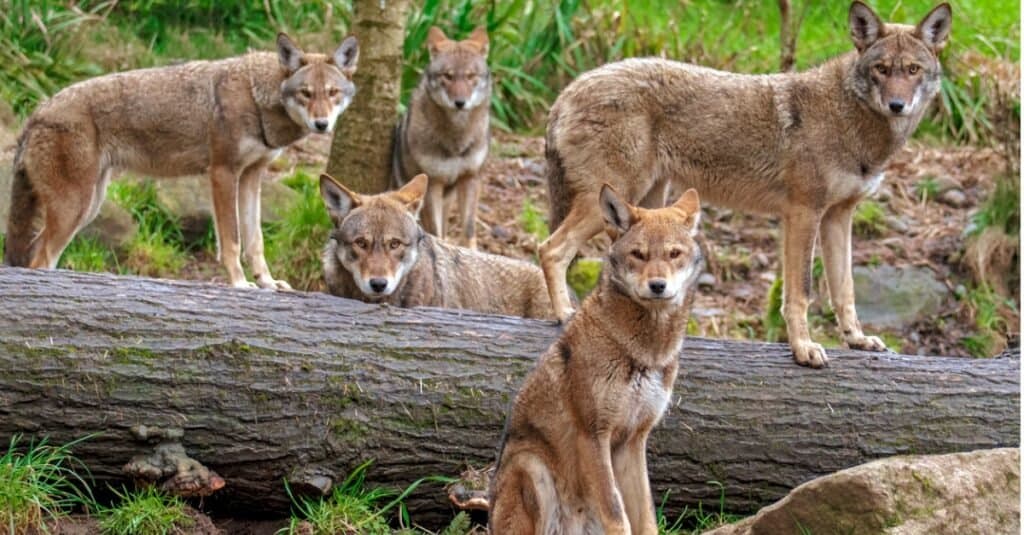 red wolves in a pack