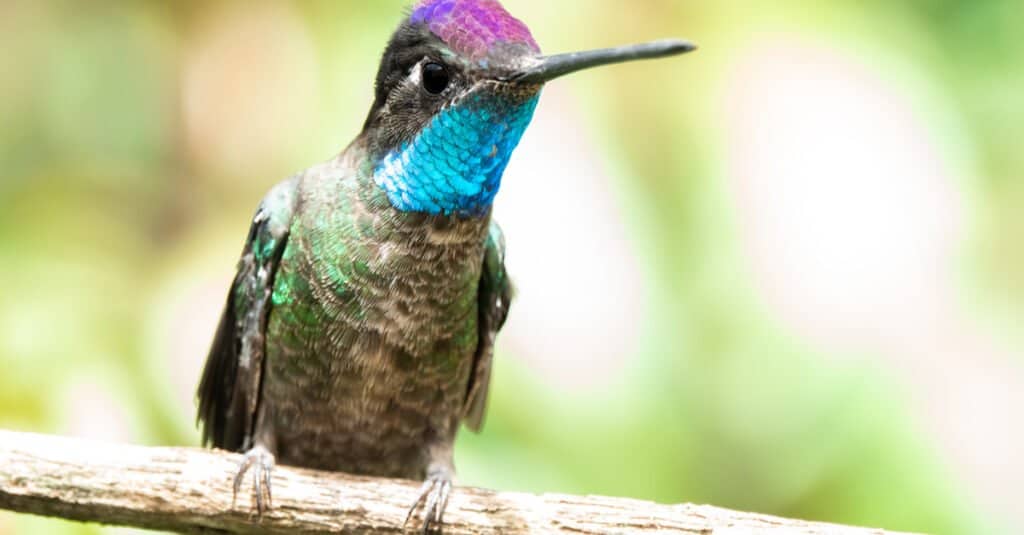 El colibrí más grande: el colibrí de Rivoli