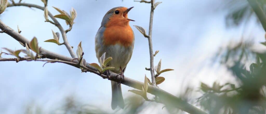 robin singing on a branch