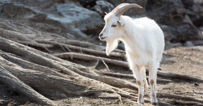 saanen goat standing on the rocks