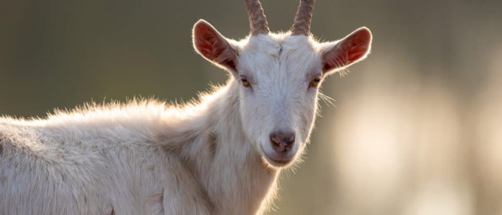 saanen goat close up