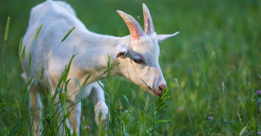 saanen goat kid grazing