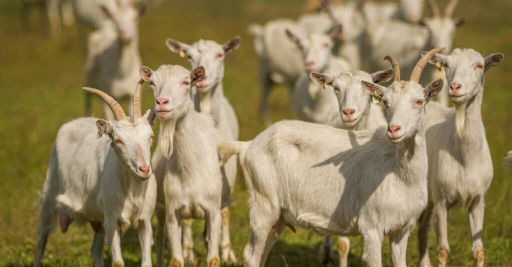 rebaño de cabras saanen en un campo