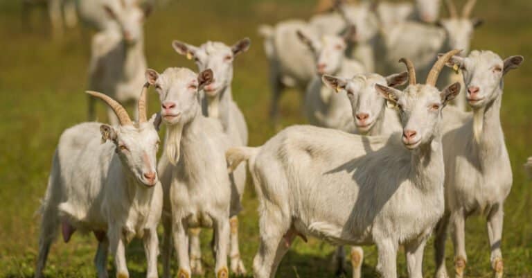 saanen goat herd in a field