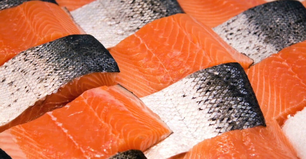 Trout vs Salmon - Filets