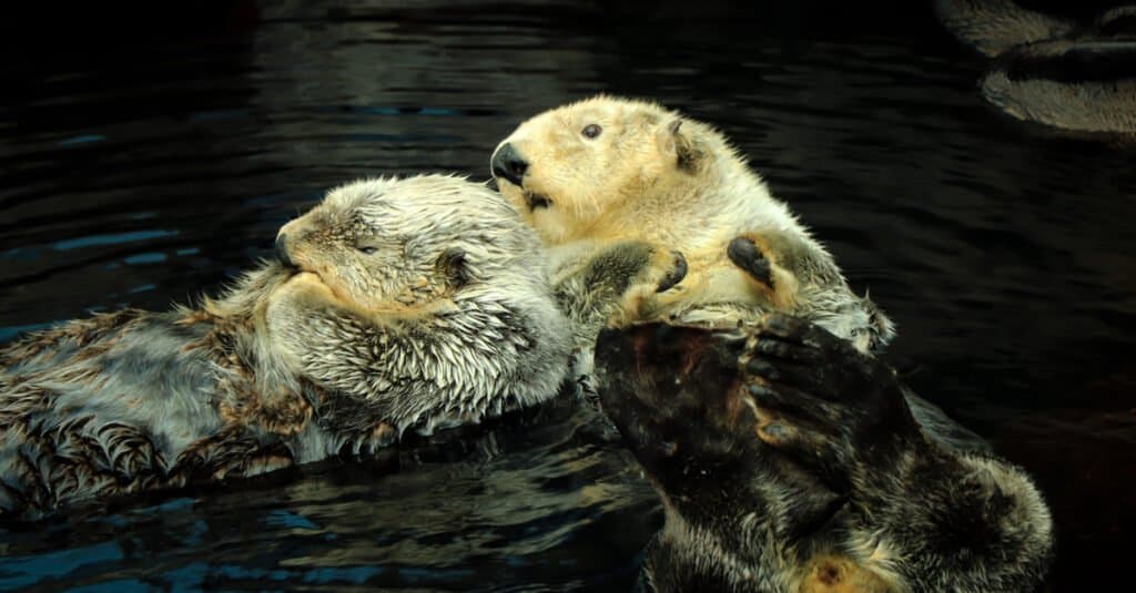 sea otters holding hands