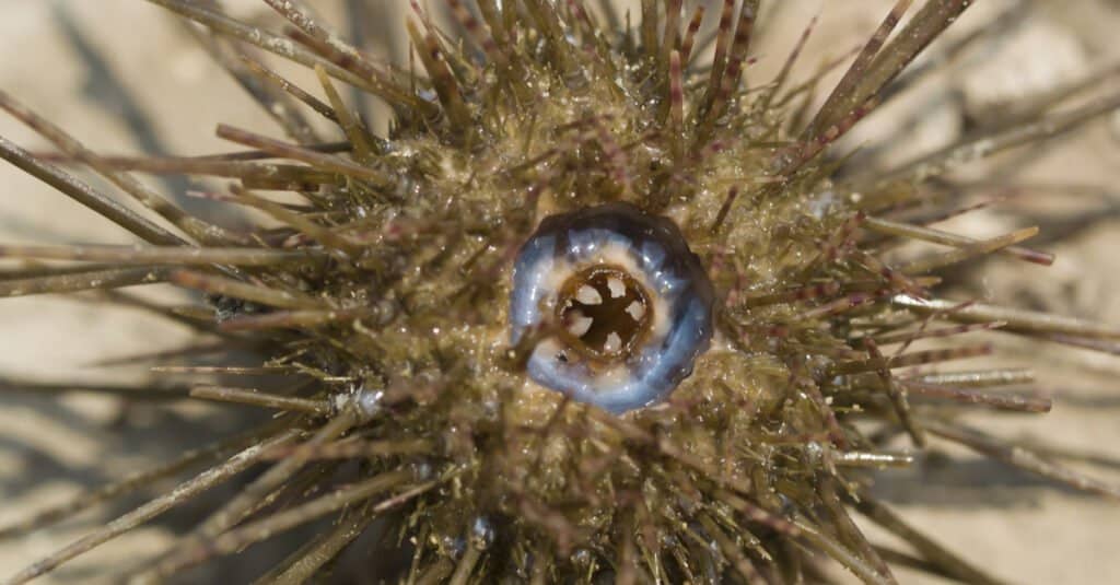 What do sea urchins eat - sea urchin mouth