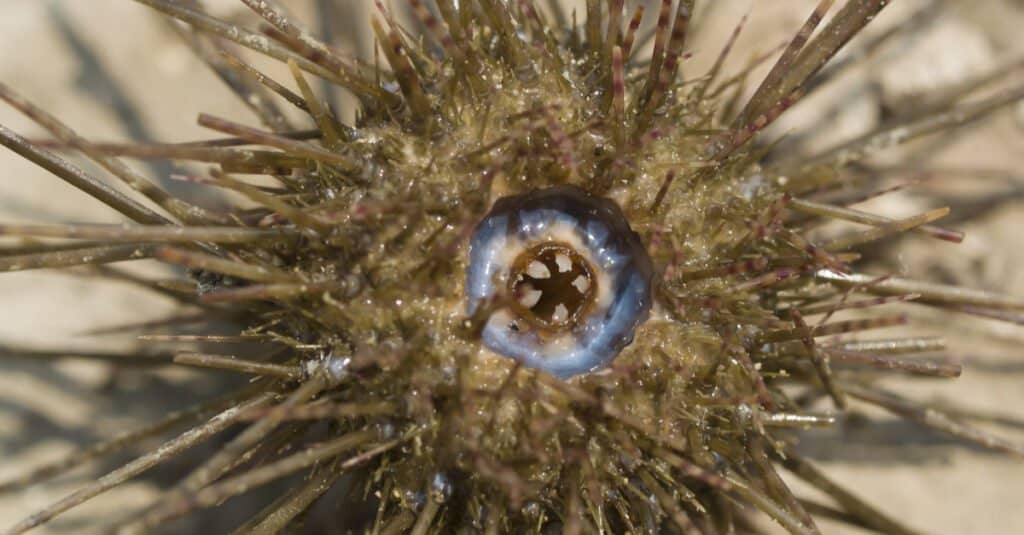 What Do Sea Urchins Eat? - A-Z Animals