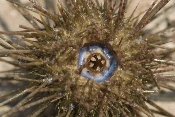 A close up of a sea urchin's mouth showing its five teeth