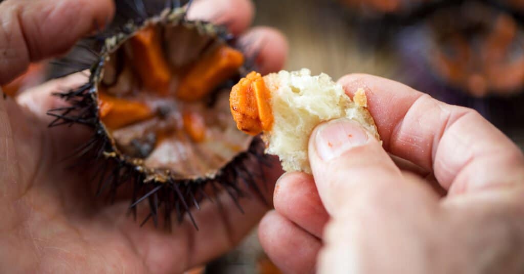 What do sea urchins eat - Uni
