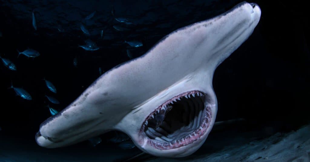 What Do Hammerhead Sharks Eat - A Hammerhead Up Close