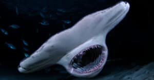 The Top 10 Scariest Sharks – From Giants to Jaws! Picture
