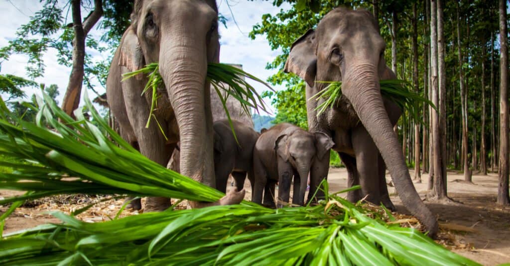 What do elephants eat - plants