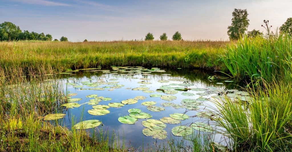 pictures of lakes and ponds