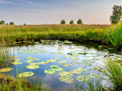 A Lake vs. Pond: The 3 Main Differences Explained