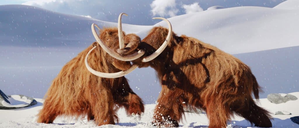 When did woolly mammoths go extinct? - The last woolly mammoths live on Wrangel Island in Russia