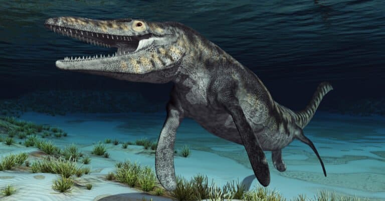 Megalodon vs. Mosasaurus - Mosasaur