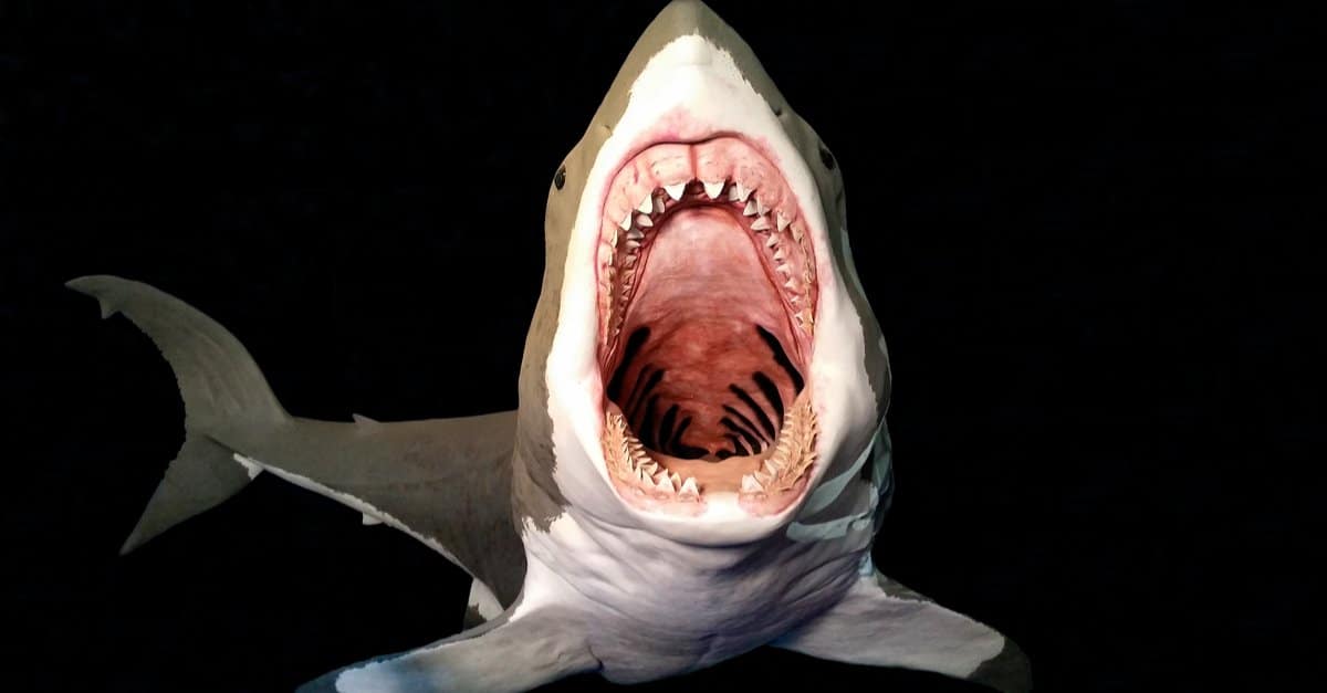 Megalodon's Bite Force: How Does it Compare to a Great White? - AZ Animals