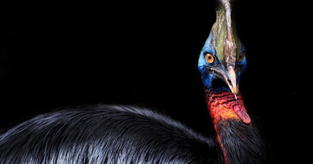 Cassowary Size - Cassowary on black background