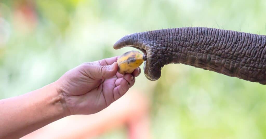 What do elephants eat - fruit