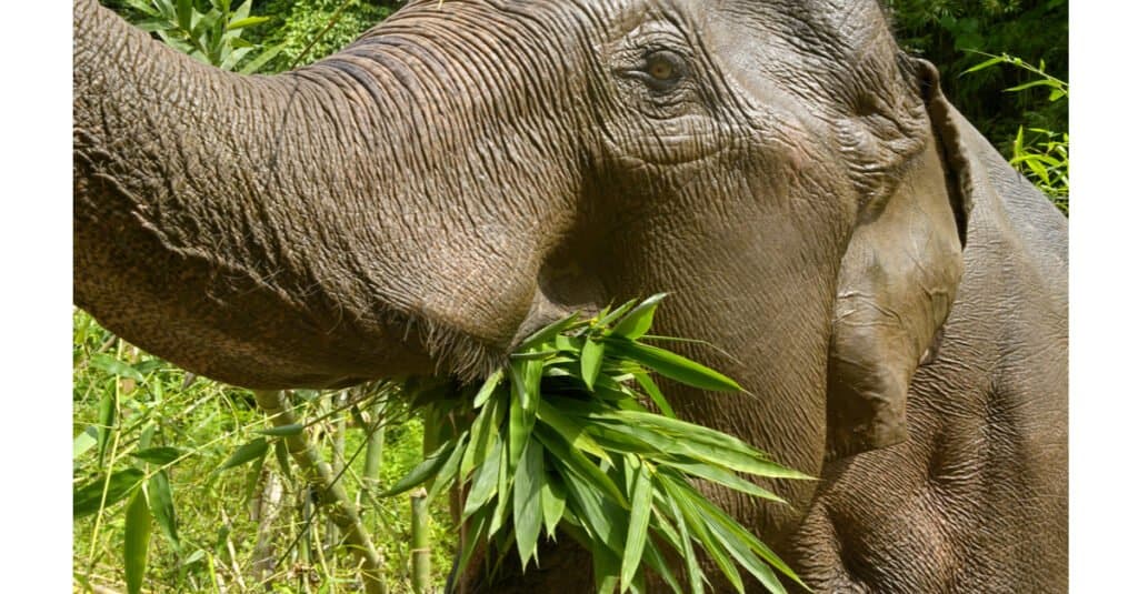 african elephants eating