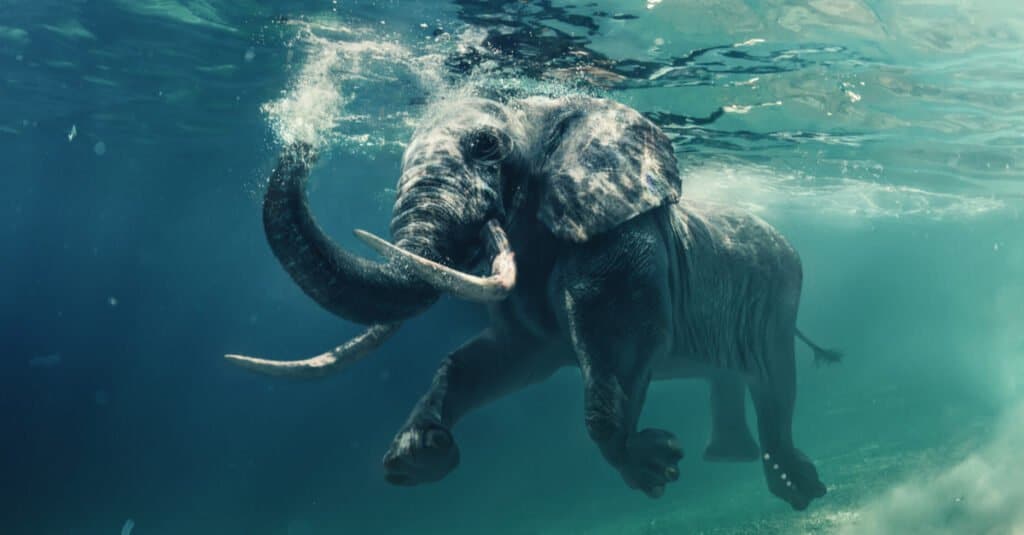 10 Incredible Elephant Facts - Elephant Swimming