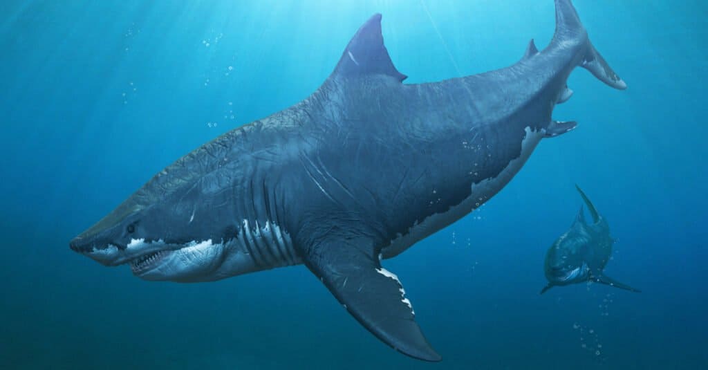 Megalodon vs. Mosasaurus - Megalodon