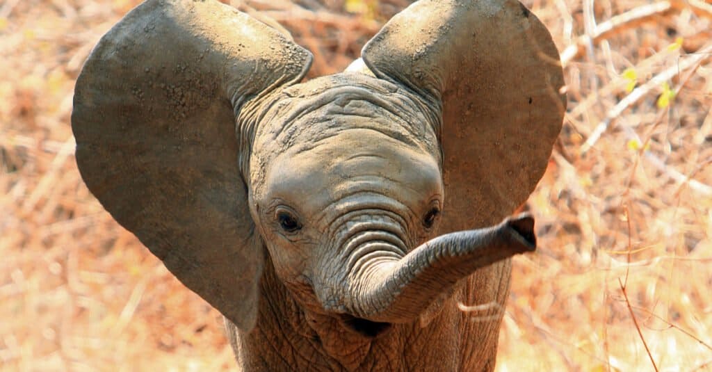 10 Incredible Elephant Facts - Baby Elephant