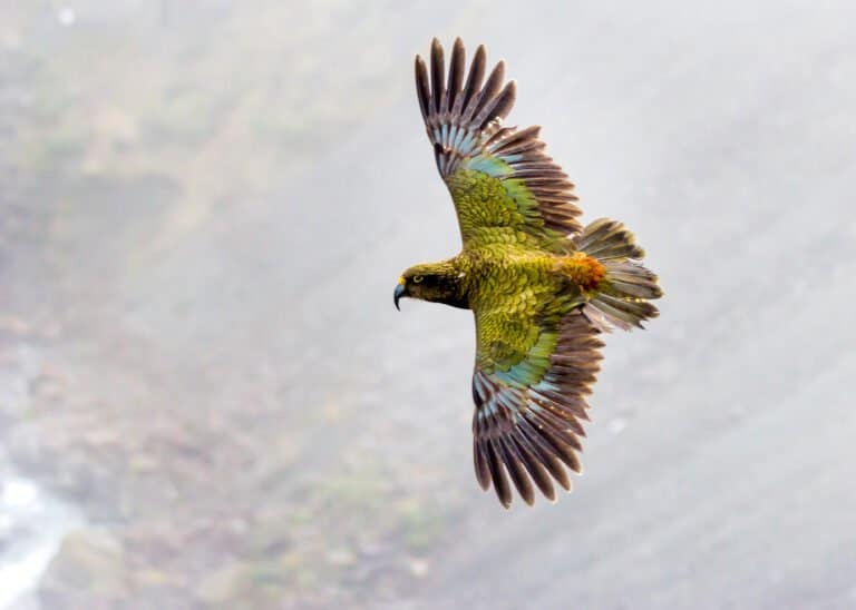 Kea bird in flight