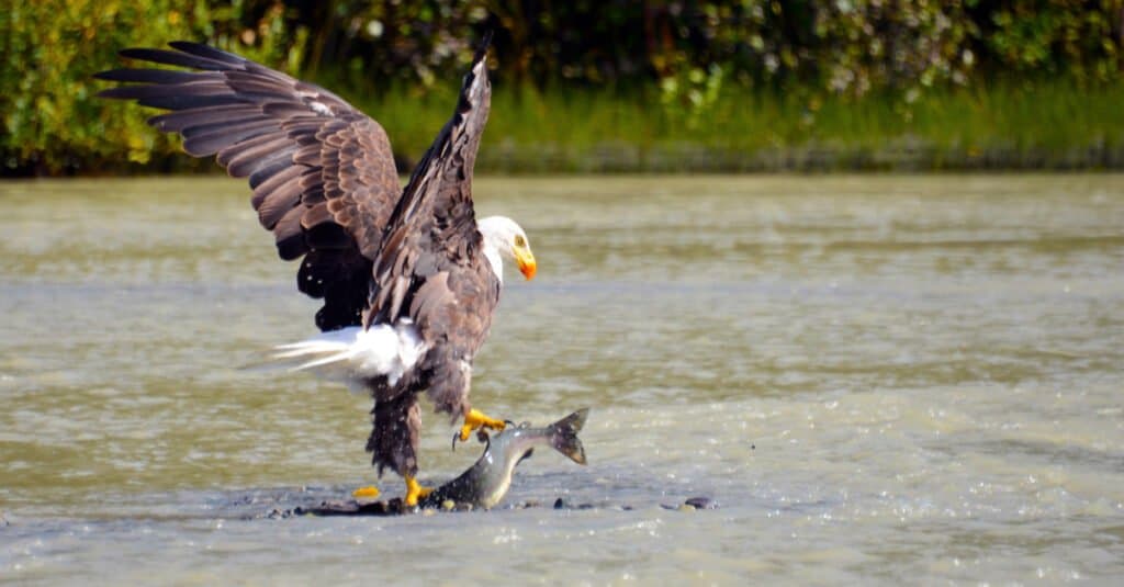 Hawk vs Eagle - Bald Eagle Catching a Fish