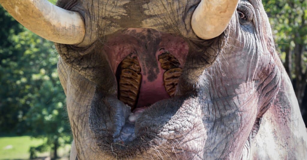 Do Elephants Have Teeth? Their Dentition and Tusks Explained AZ Animals