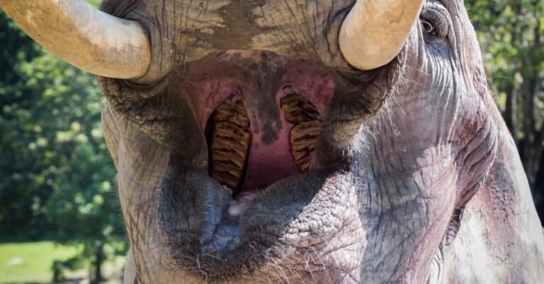 10 Incredible Elephant Facts - Elephant Molar Teeth