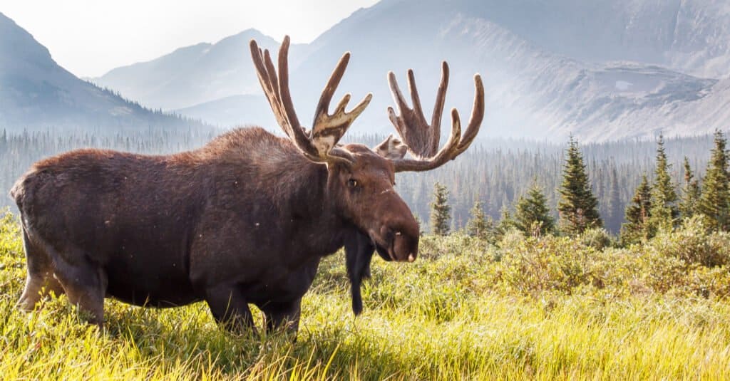 Moose Size Comparison - Moose in Field