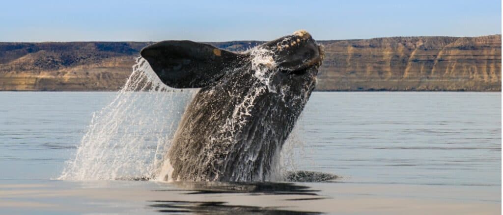 southern right whale coming out of water