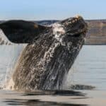 Baleen whales