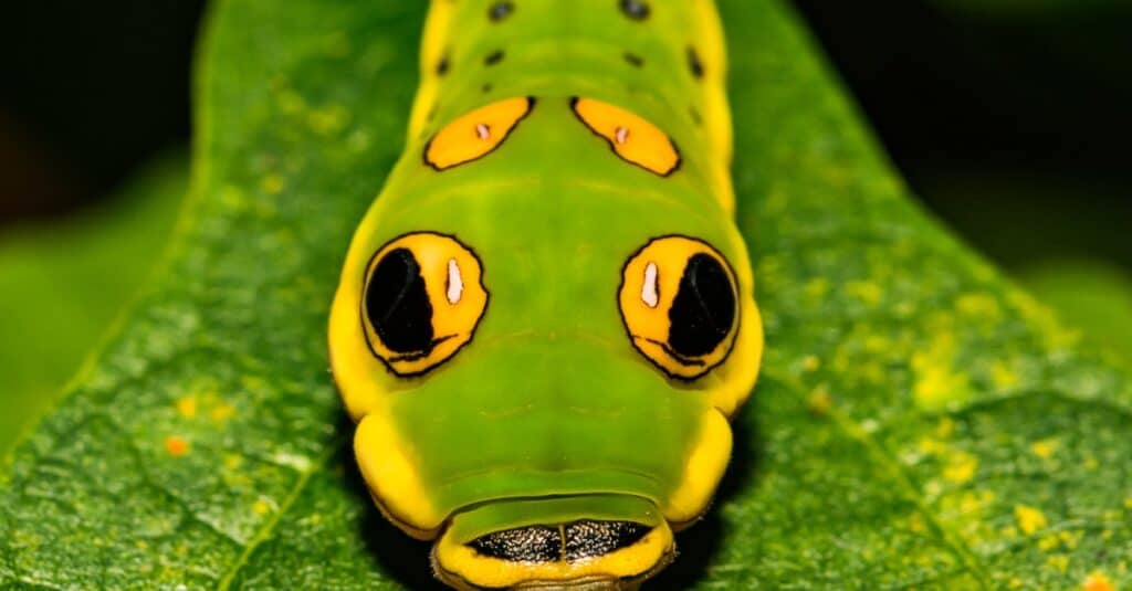 Largest caterpillar - spicebush 