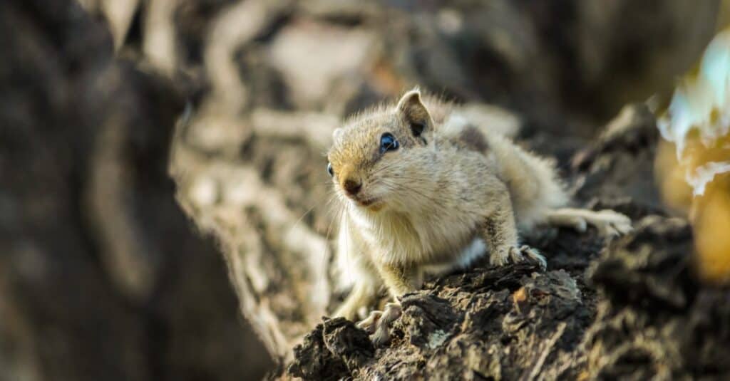 squirrel running down a tree