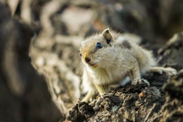 Squirrels have an excellent sense of smell that allows them to detect the scent of other squirrels. 