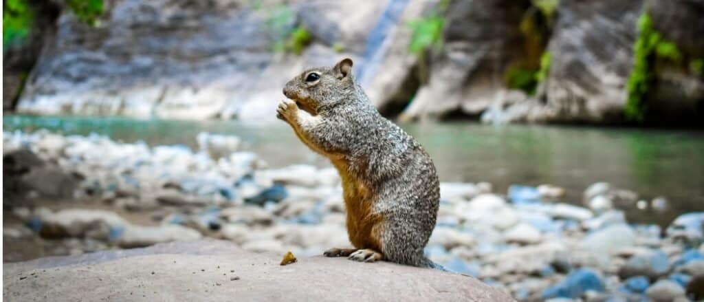 What Do Squirrels Eat? Their Incredible Diet, Explained - AZ Animals